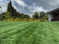 Fine Fescue Established Lawn